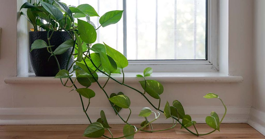 Indoor Philodendron Plant