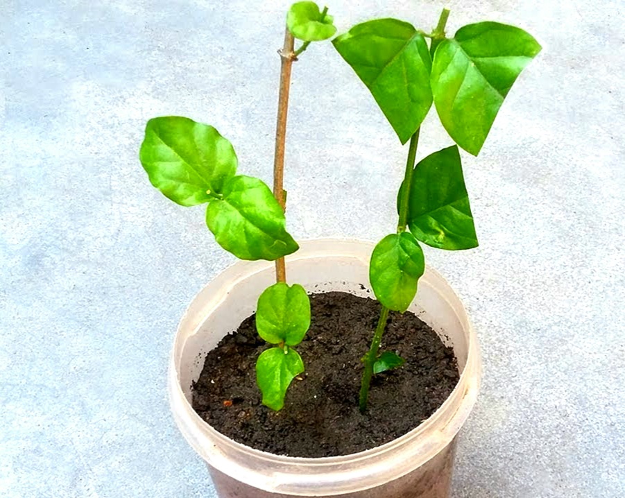 easy-to-grow-plants-from-stem-cuttings-during-monsoon-plants-insider