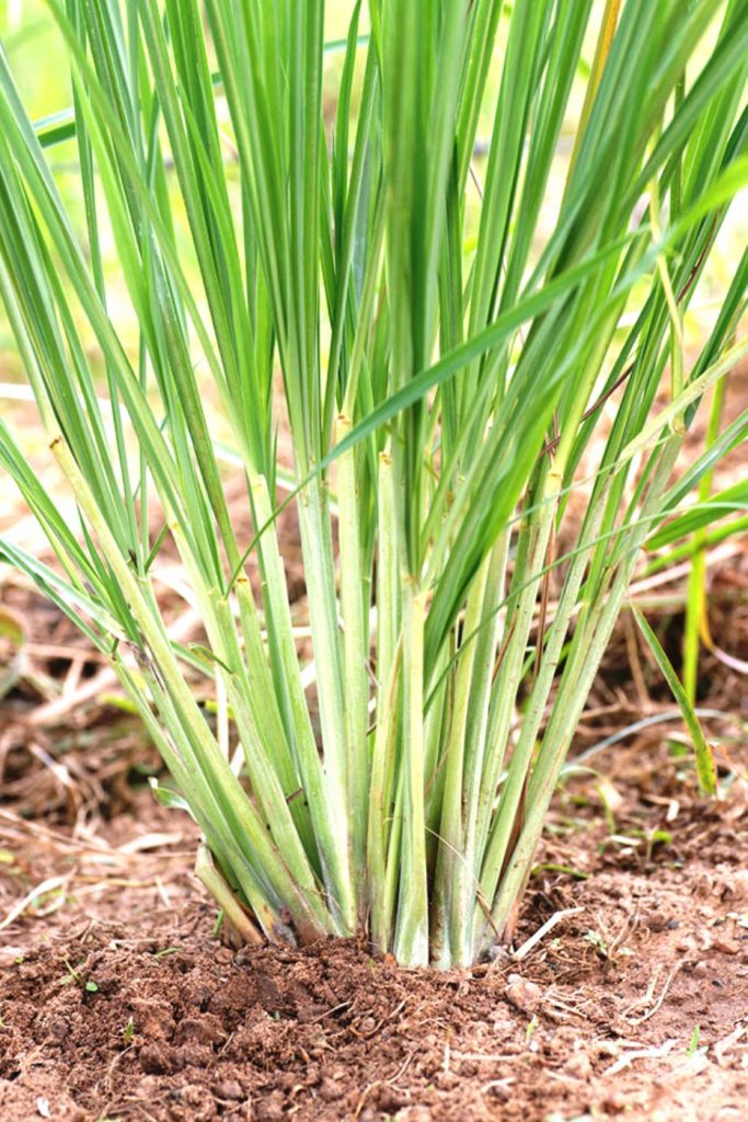 Lemon Grass Plant in a Fertile Soil Grows Well and Now Ready to Harvest