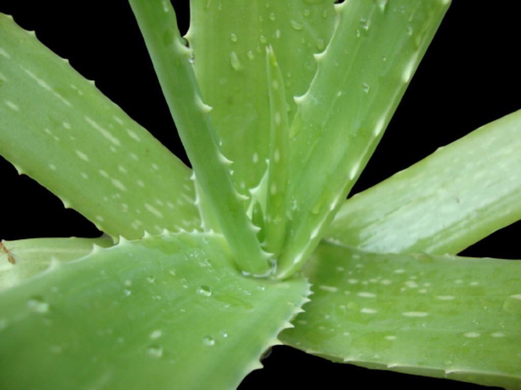 The Aloe Vera Plant
