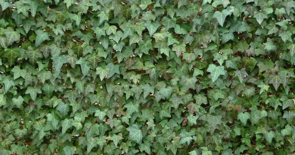 English Ivy for your wokplace