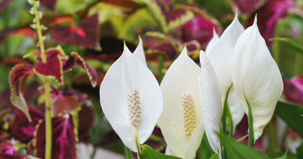 Peace Lily for your workplace