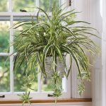 Indoor Spider Plant
