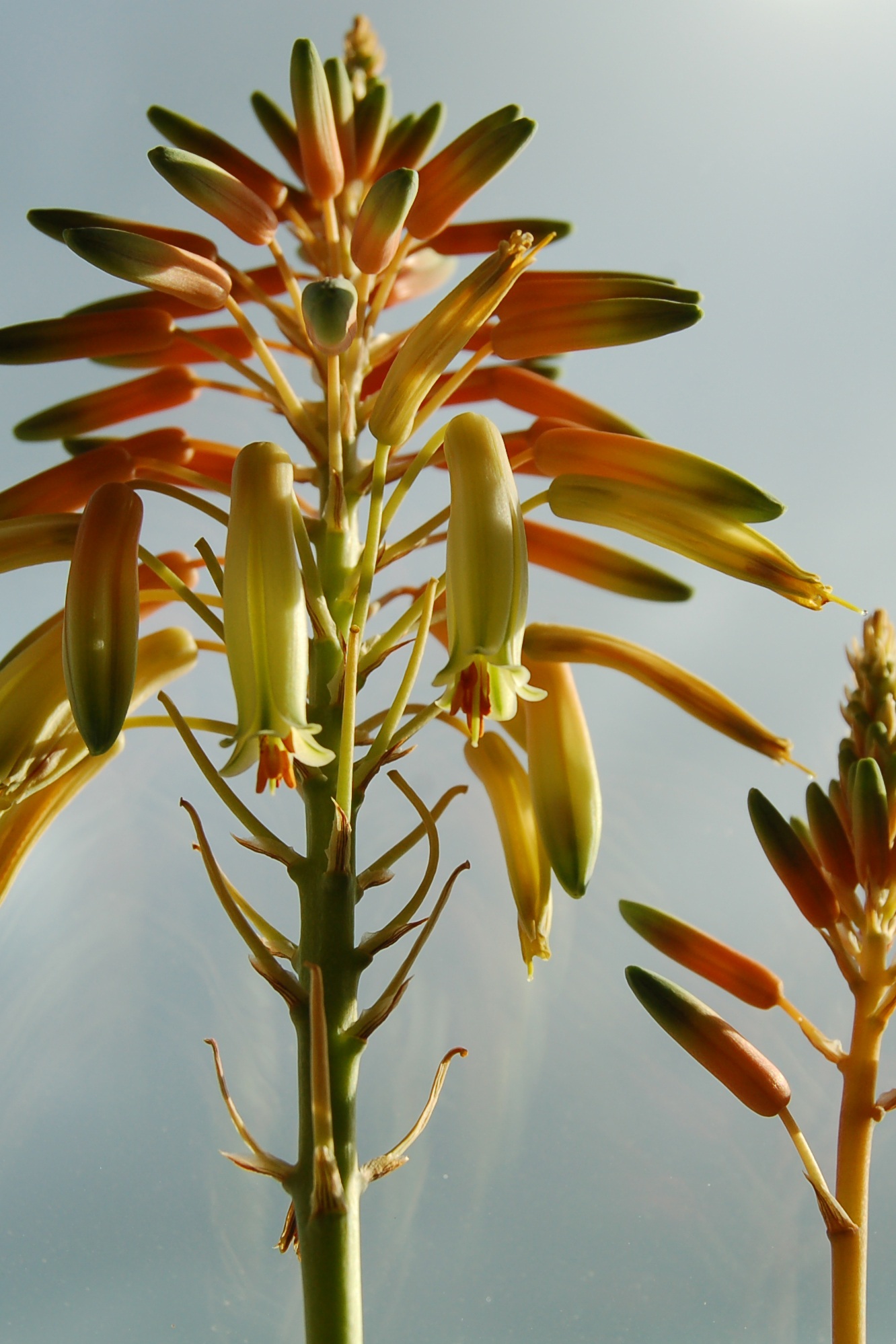Aloe Vera Bloom