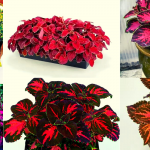 Coleus Plant Varieties