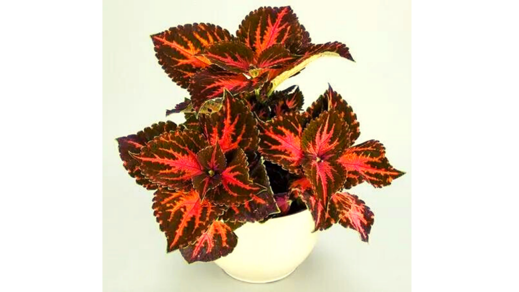 Super-Fine Rainbow Festive Dance Coleus