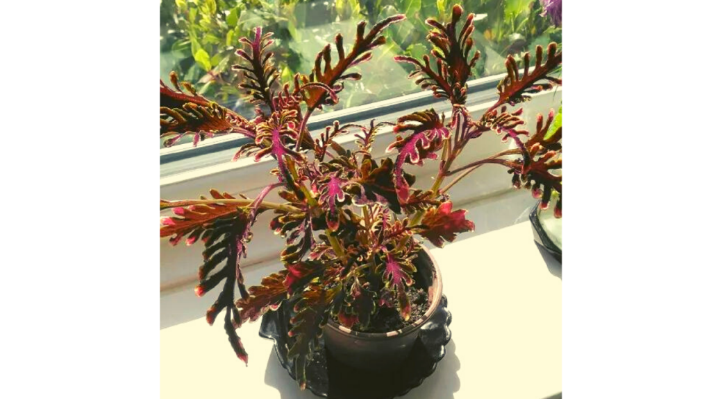 Stained Glassworks Kiwi Fern Coleus