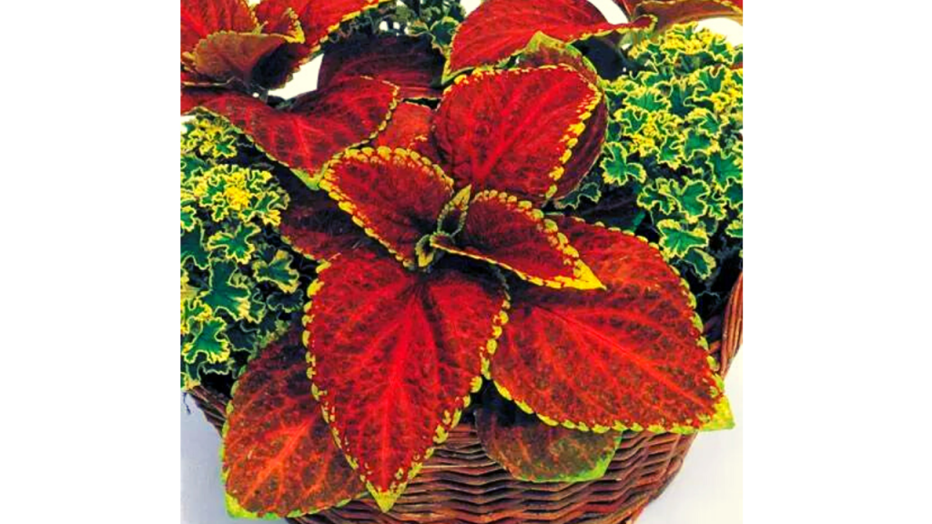 Giant Exhibition Rustic Red Coleus