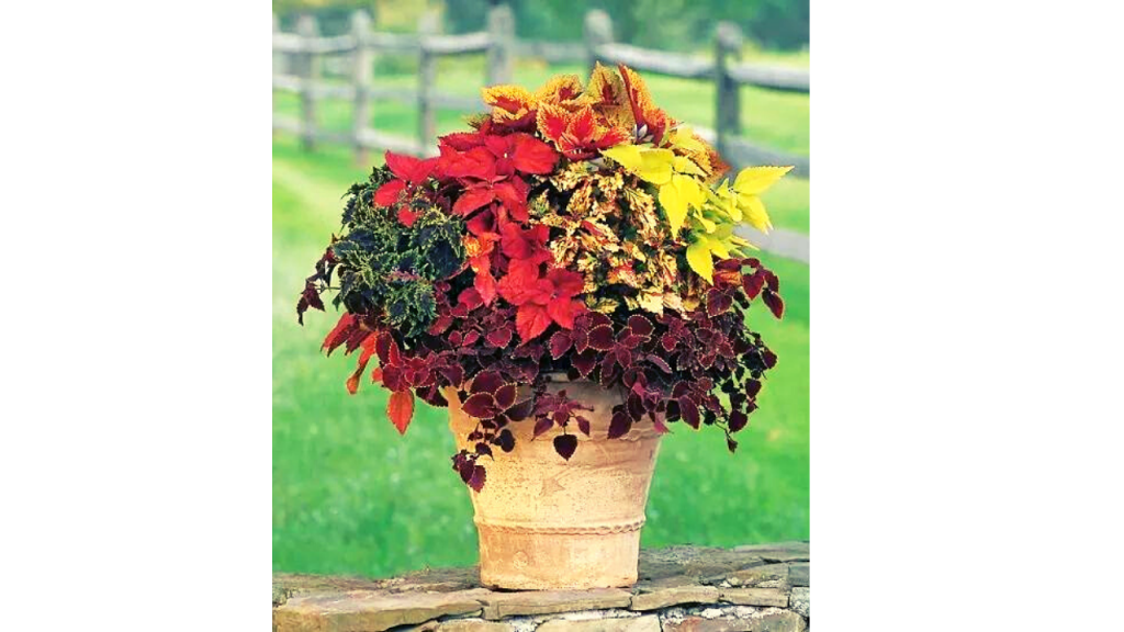 Wizard Mix Coleus