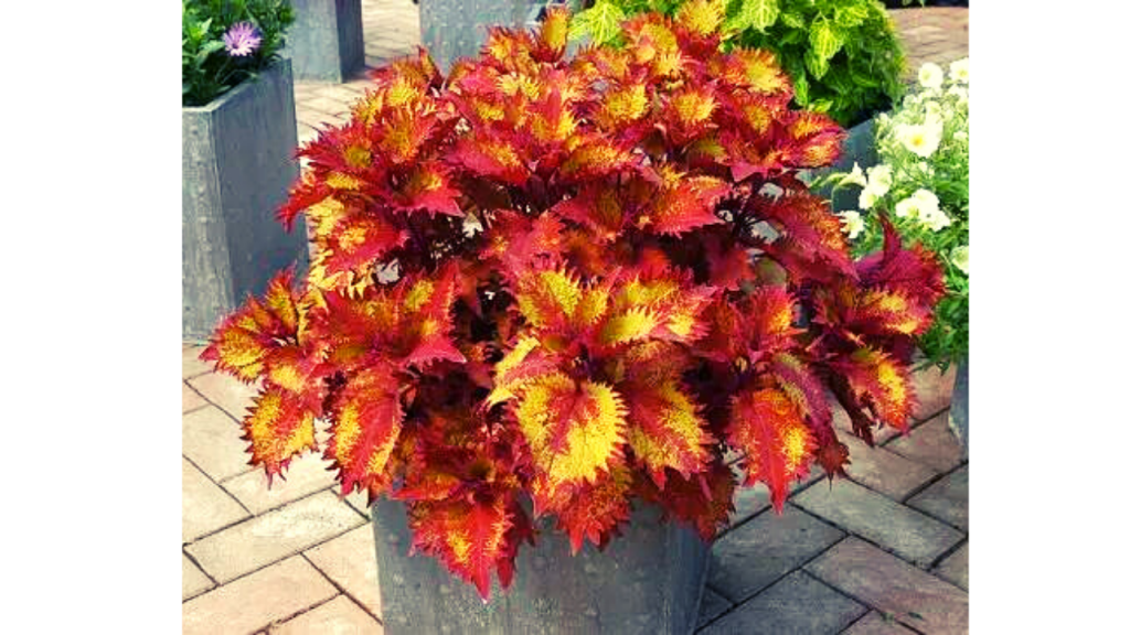 Henna Coleus Plant