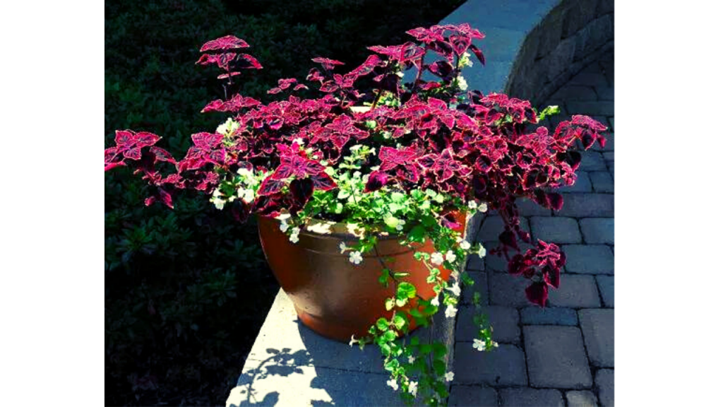 Trailing Plum Coleus Plant
