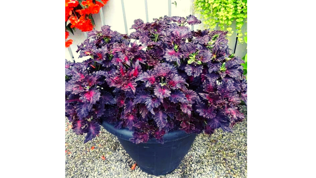 Black Dragon Coleus Plant