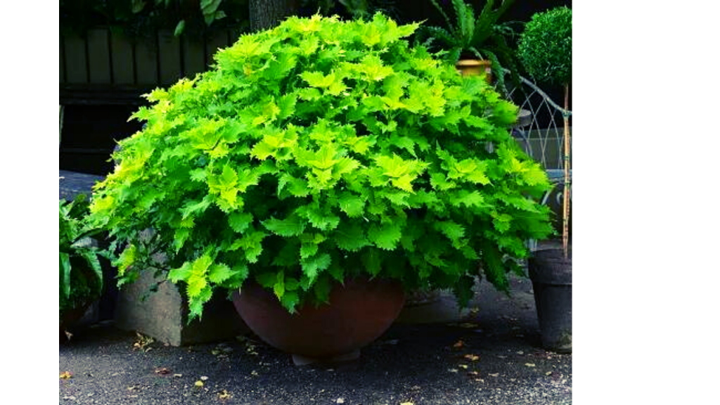 Limelight Coleus Plant