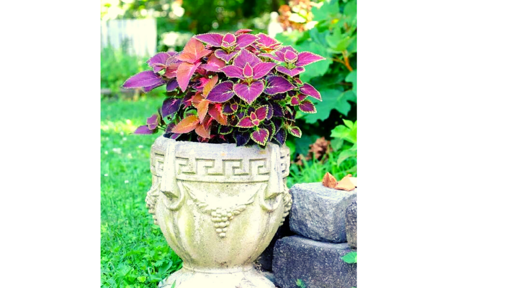 Picture Perfect Salmon Pink Coleus