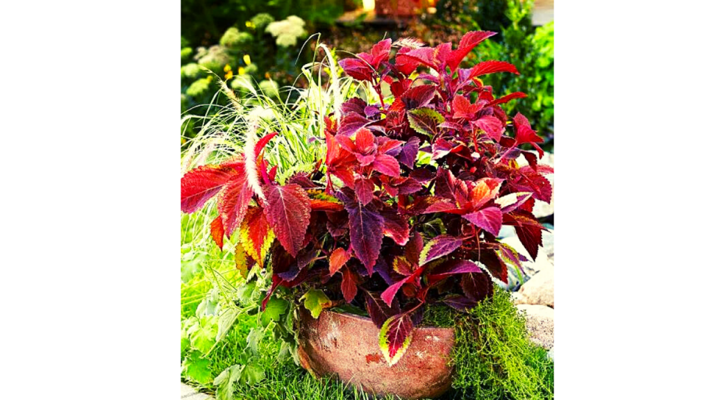 Big Red Judy Coleus