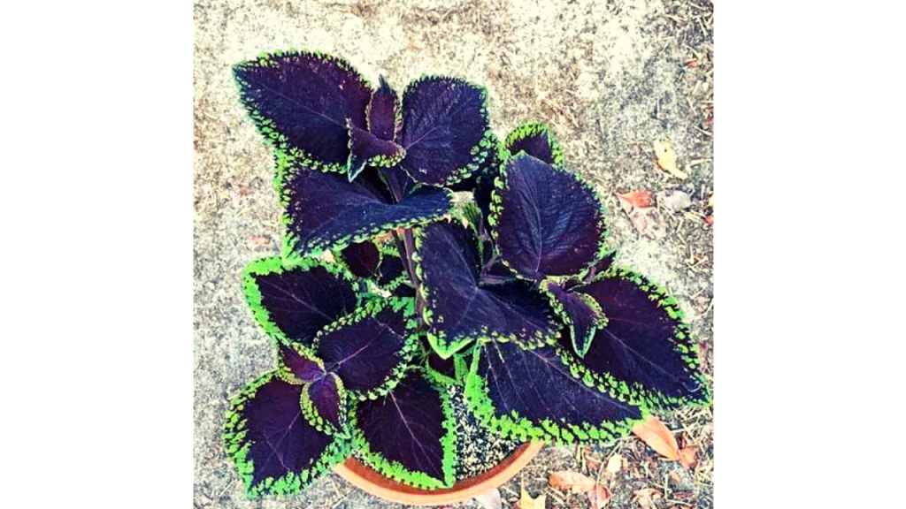 Giant Exhibition Magma Coleus