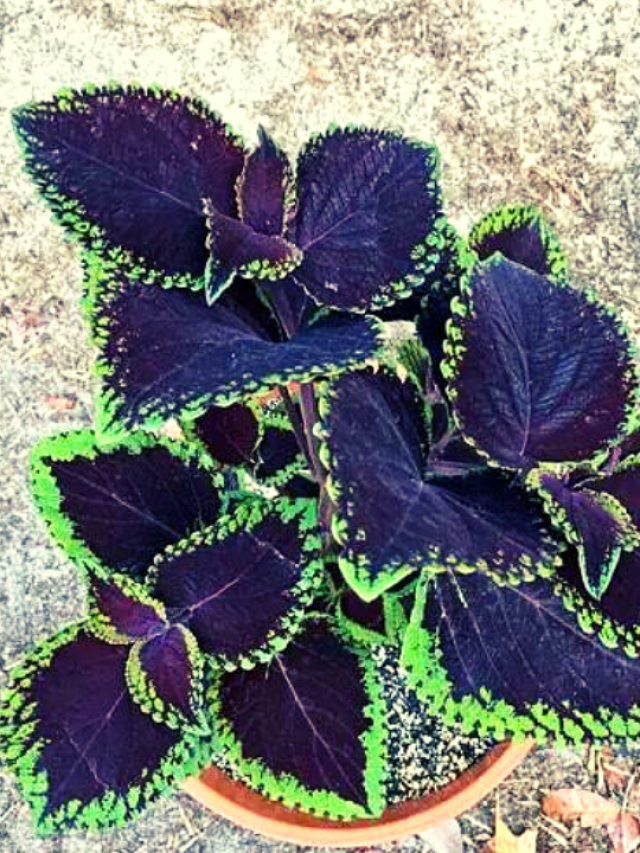 cropped-Untitled-design9.png
