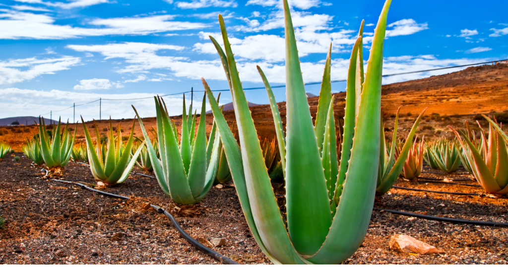 your workplace aloe vera
