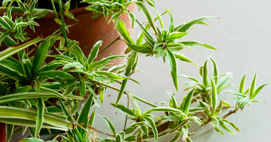 Spider Plant