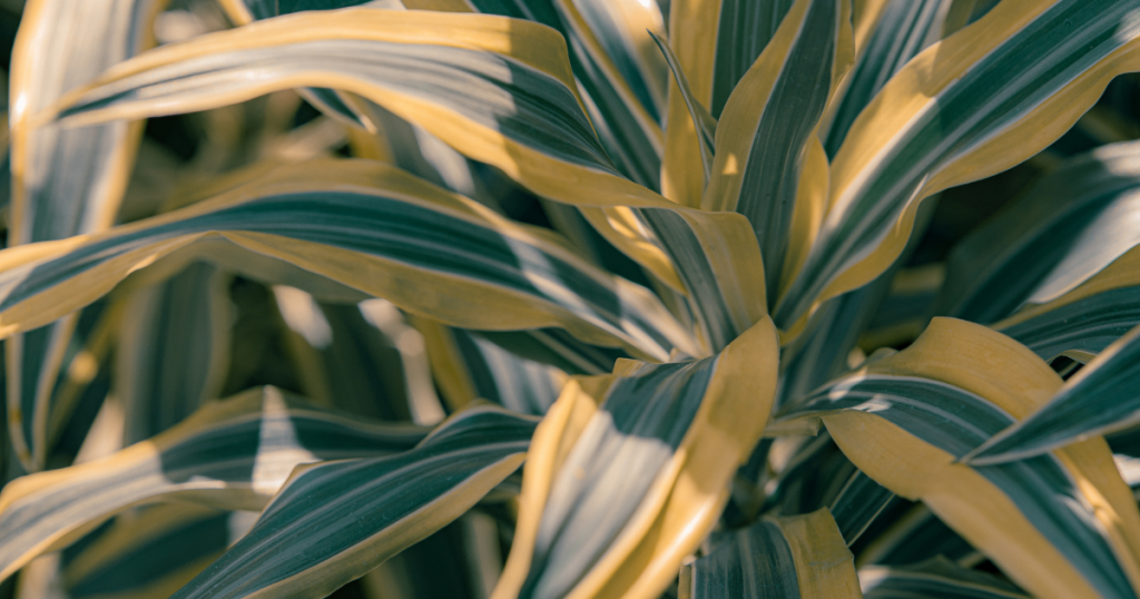 Dracaena for your workplace