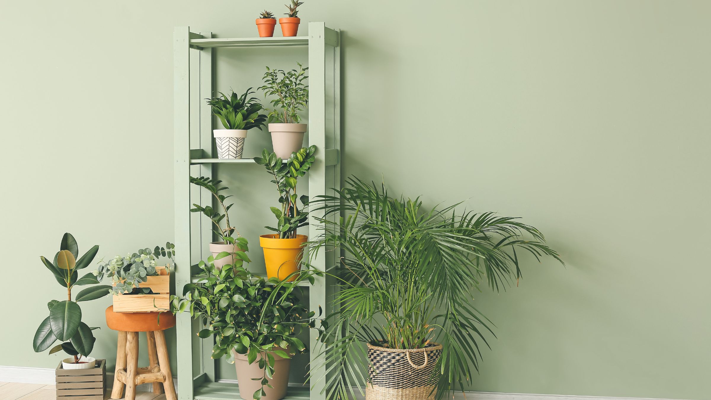 High-Maintenance-Houseplants