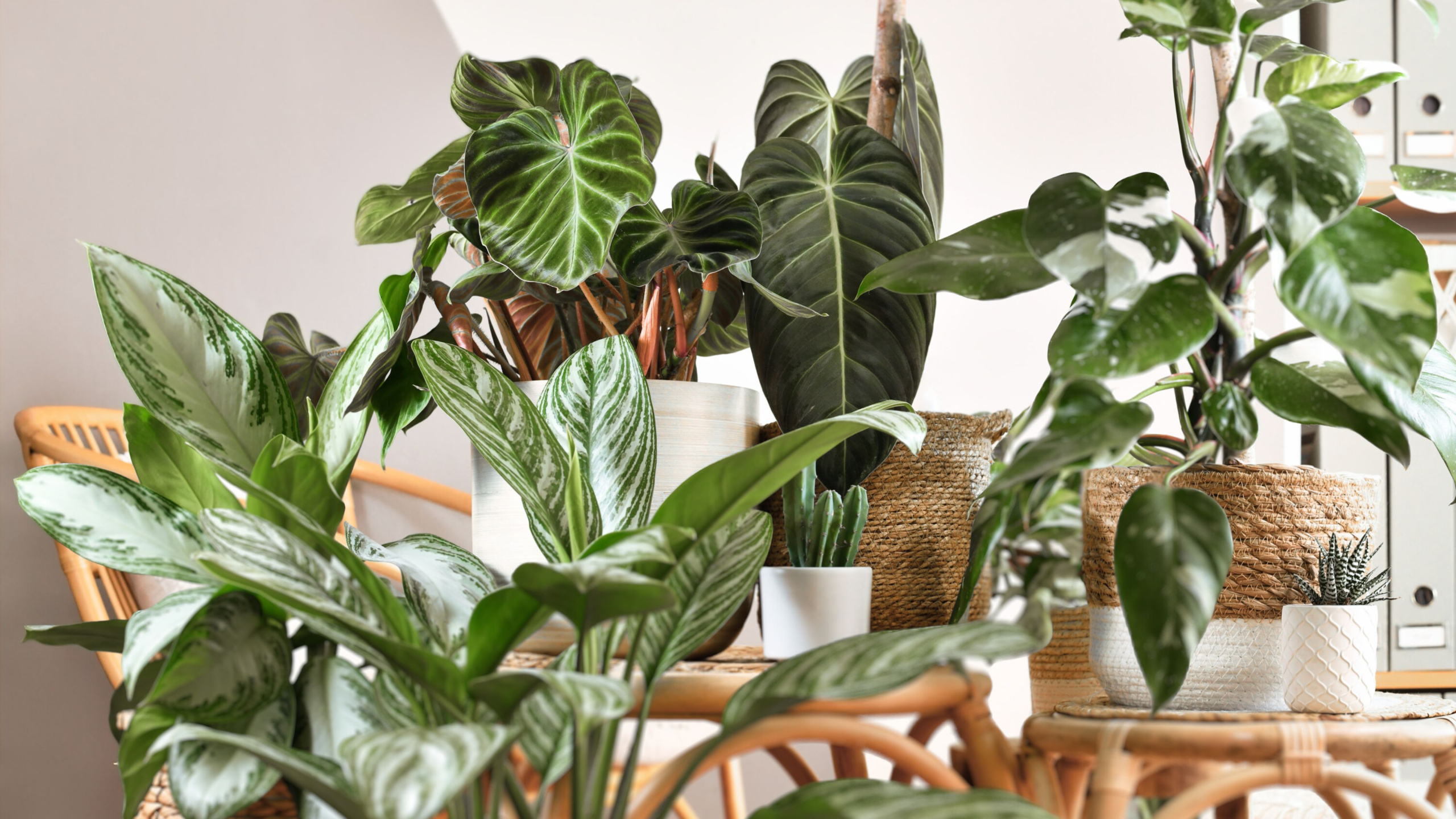 Indoor Plant Ideas