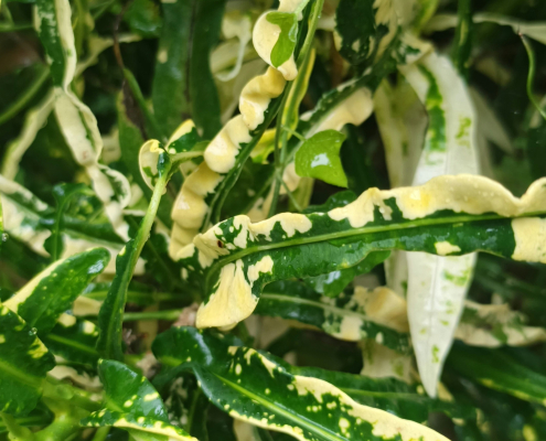 Close-up of yellowing houseplant leaves showing discolouration