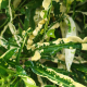 Close-up of yellowing houseplant leaves showing discolouration