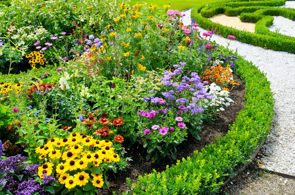 Summer Plants and Flowers