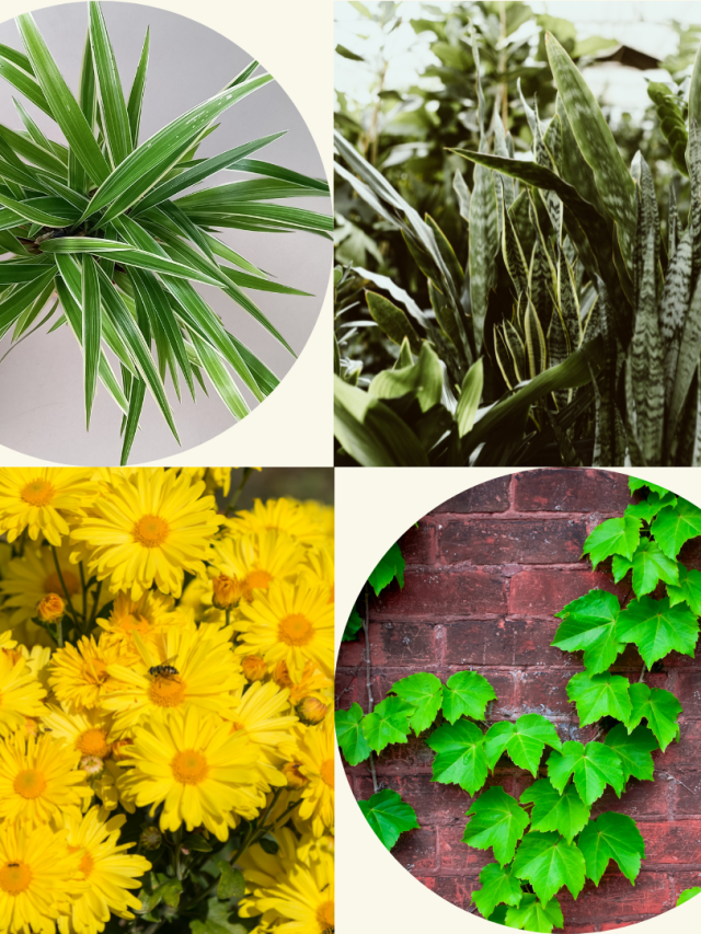 Plants for your workplace
