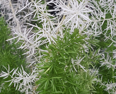 ASPARAGUS SPRENGERI VARIEGATUS