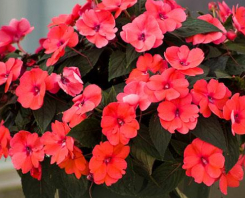 Sunpatiens Compact Deep Rose
